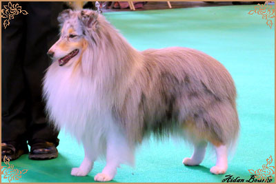 Edglonian Singing The Blues, Crufts Winners