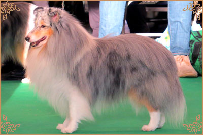 Edglonian Singing The Blues, Crufts Winners