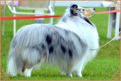 Edglonian Singing The Blues, Crufts Winners