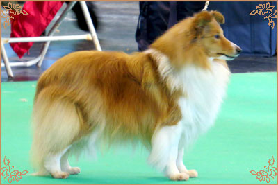 Lavika Summer Time, Crufts Winners