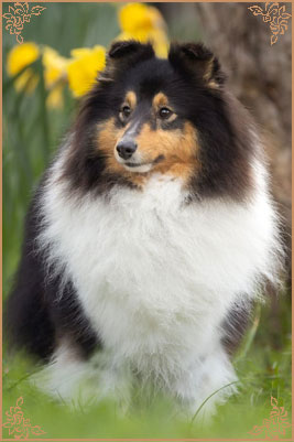 Longrange Cailin Dubh, Crufts Winners