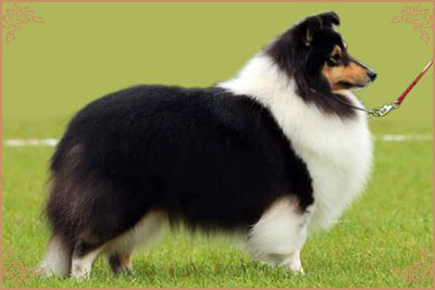 Longrange Cailin Dubh, Crufts Winners