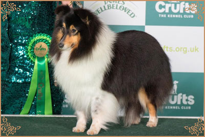 Longrange Cailin Dubh, Crufts Winners