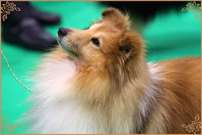 Lundecock`s Coconut, Crufts Winners