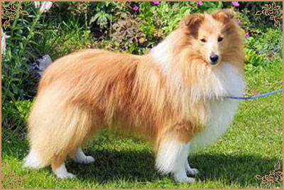 Shellamoyed Gold Fever, Crufts Winners