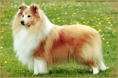 Shellamoyed Gold Fever, Crufts Winners