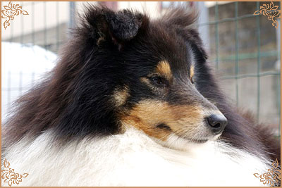 Шайнинг Чарм Хачико, Shining Charm Hachiko