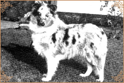 Skerrywood Silver Spangle