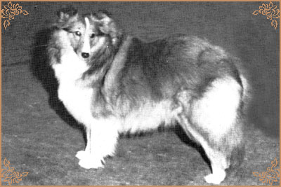 Starbonnie (Starletta), Crufts Winners